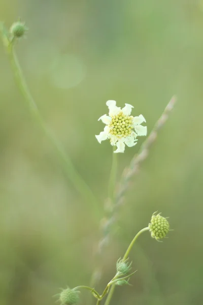 çayırda narin çiçek