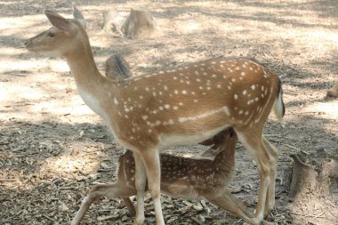 geyik doe yavrularını ile