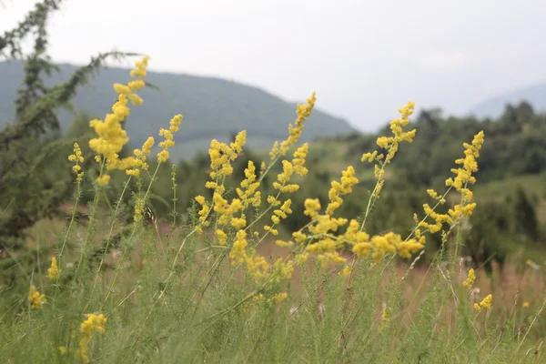 Dağlarda sarı çiçekler