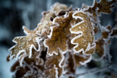  Frost ağaçların yaprakları