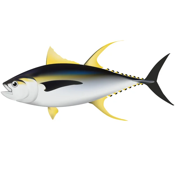 ภาพประกอบปลาทูน่า — ภาพเวกเตอร์สต็อก
