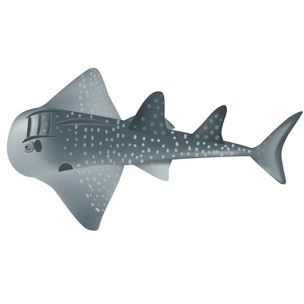 Illustration de raie de requin — Image vectorielle