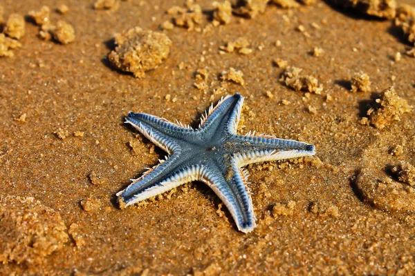 Deniz yıldızı, sualtı sakini