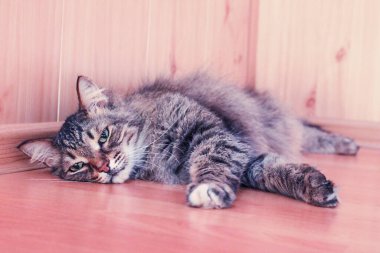 Gray cat lies on the floor, close-up, pet
