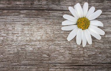 Eski ahşap bir tahtada papatya çayı, arka plan resmi, doku