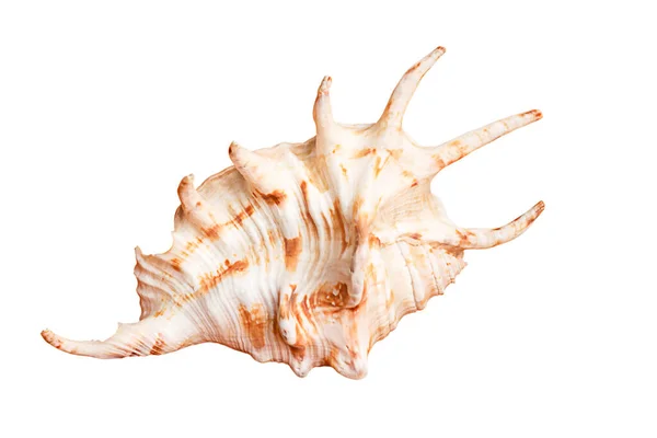 Seashell Izolované Bílém Pozadí — Stock fotografie