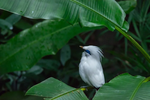 Bali-Myna (Leucopsar rothschildi) — Stockfoto