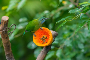 Büyük yeşil yaprak