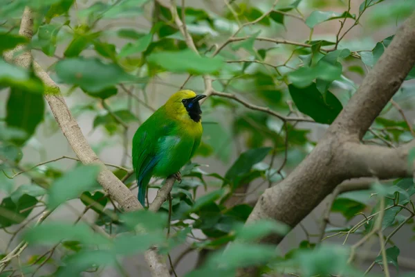 Grüner Blattvogel — Stockfoto
