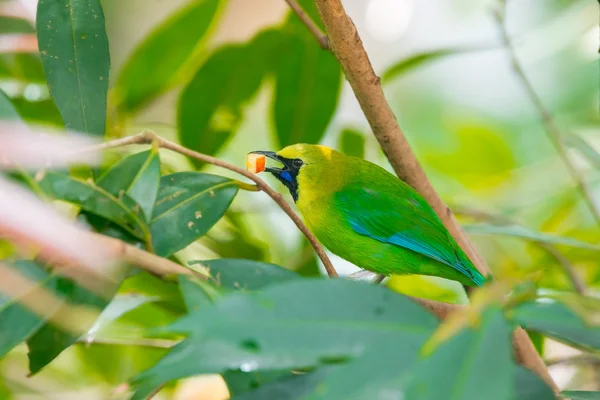 更多的绿色 leafbird — 图库照片