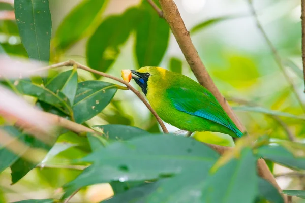 更多的绿色 leafbird — 图库照片