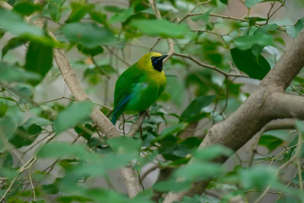 更多的绿色 leafbird — 图库照片