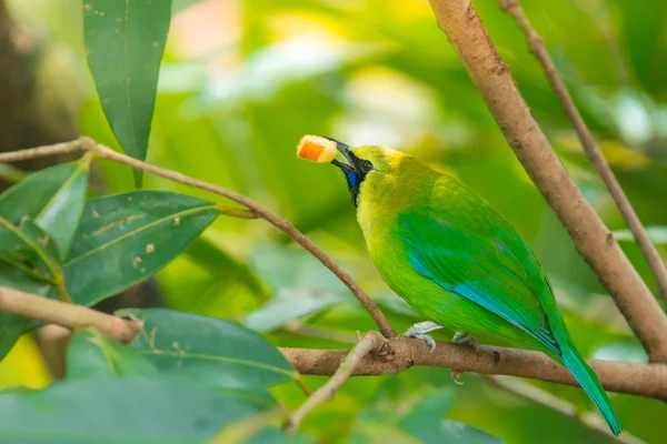 Greater green leafbird — Stock Photo, Image