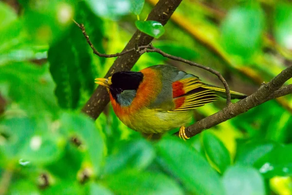银耳侧切 (红嘴相思鸟 argentauris) — 图库照片