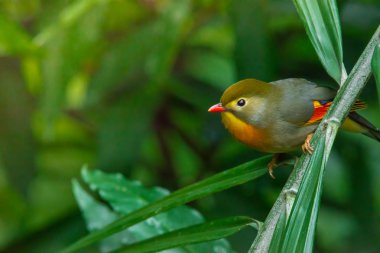 Red-billed leiothrix, chinese nightingale clipart