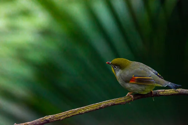 Rotschnabel-Leiothrix, chinesische Nachtigall — Stockfoto