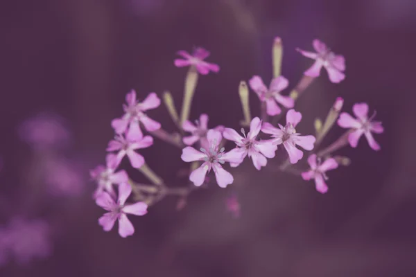 Orquídea Dendrobium bonita em fundo preto — Fotografia de Stock