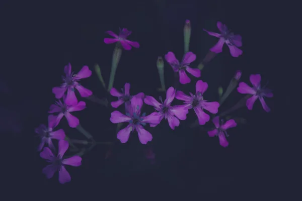 Orquídea Dendrobium bonita em fundo preto — Fotografia de Stock