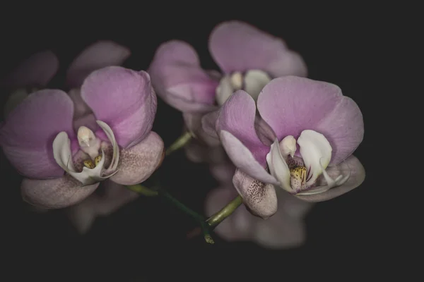 Orquídea Dendrobium bonita em fundo preto — Fotografia de Stock