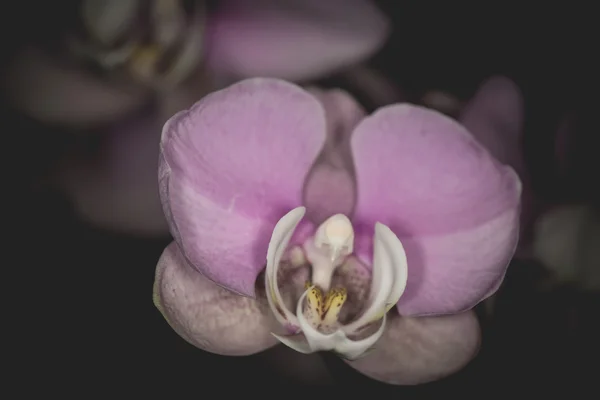 Прекрасна орхідея Дендробію на чорному тлі — стокове фото