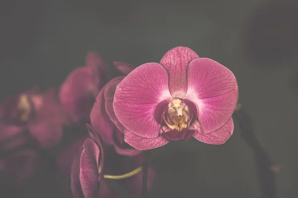 Orquídea Dendrobium bonita em fundo preto — Fotografia de Stock