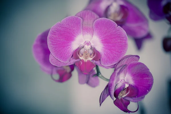 Orquídea de dendrobium bonita — Fotografia de Stock