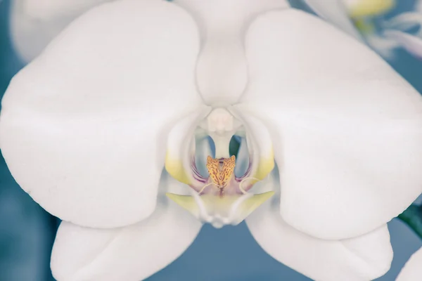 美しいデンドロビウム蘭 — ストック写真