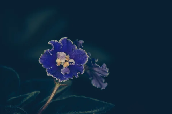 Beautiful Dendrobium orchid in black background — Stock Photo, Image