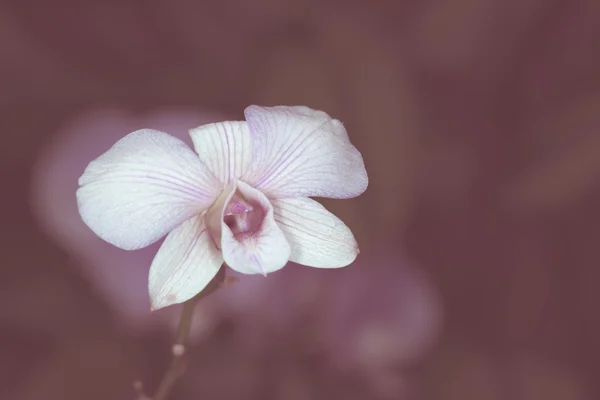 Orquídea de dendrobium bonita — Fotografia de Stock