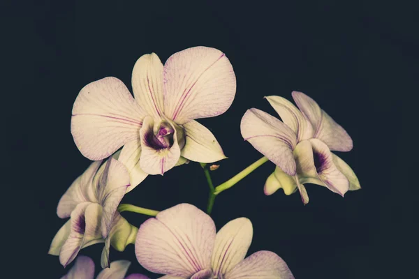 Orquídea Dendrobium bonita em fundo preto — Fotografia de Stock