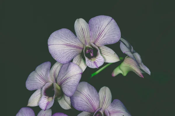 Siyah arka plan güzel Dendrobium orkide — Stok fotoğraf