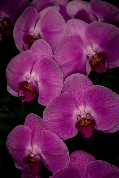 Schöne Dendrobium-Orchidee auf schwarzem Hintergrund — Stockfoto
