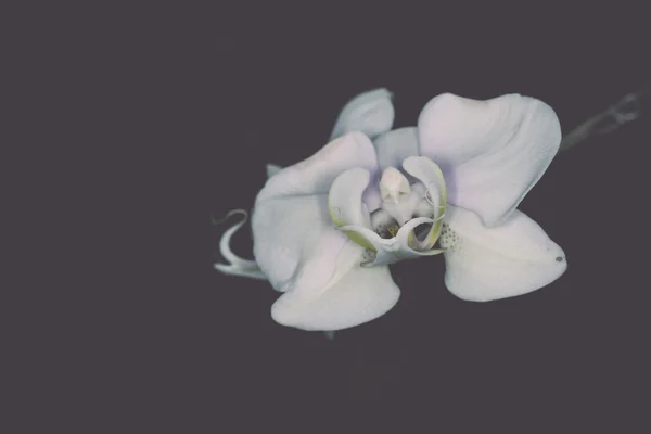 在黑色背景下的美丽石斛兰花。 — 图库照片