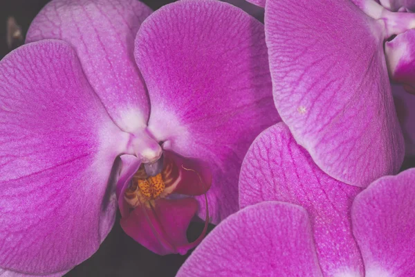 Orquídea Dendrobium bonita em fundo preto — Fotografia de Stock