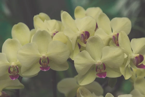 Красиві dendrobium орхідеї — стокове фото