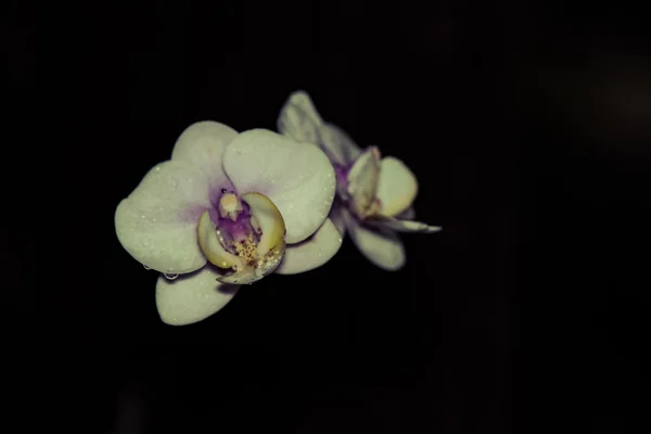 Belle orchidée Dendrobium en fond noir — Photo