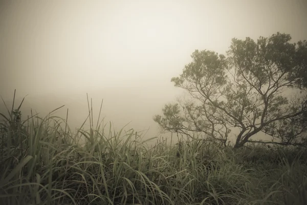 Brume dans la montagne — Photo