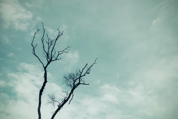 Baum und Himmel, Detail eines trockenen Baumes in der Natur — Stockfoto