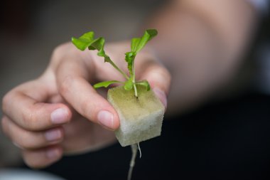 Sebze fidesi Hydroponic, bitki Kreş tepsi içinde.