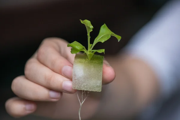 Vegetable seedlings Hydroponic, Plants in nursery tray. — Stock Photo, Image