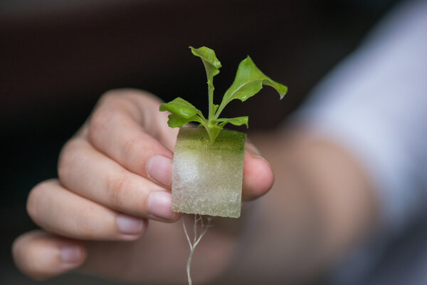 Vegetable seedlings Hydroponic, Plants in nursery tray.