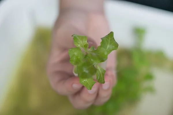 Sebze fidesi Hydroponic, bitki Kreş tepsi içinde. — Stok fotoğraf