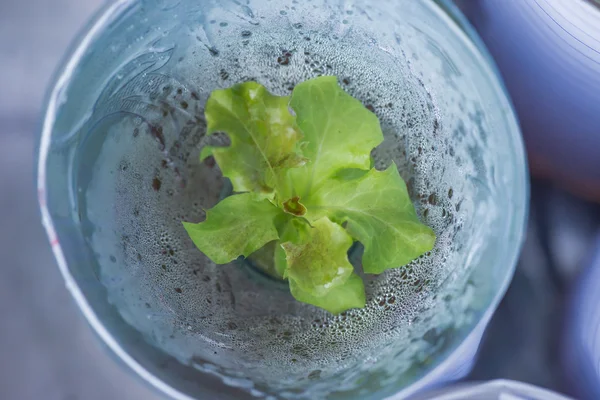 Sebze fidesi Hydroponic, bitki Kreş tepsi içinde. — Stok fotoğraf