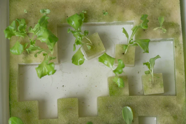 Sebze fidesi Hydroponic, bitki Kreş tepsi içinde. — Stok fotoğraf