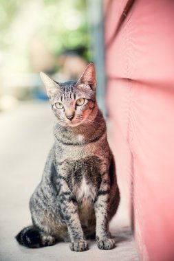  Aile içi çok renkli kedi ahşap bir duvara yakın oturur