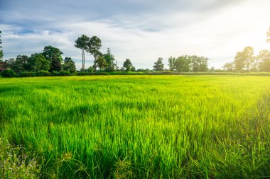 Kuzeydoğu Tayland pirinç tarlaları.