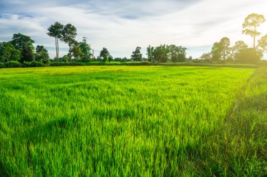 Kuzeydoğu Tayland pirinç tarlaları.