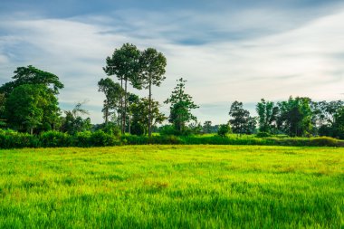 Kuzeydoğu Tayland pirinç tarlaları.