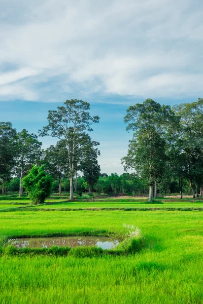 Os campos de arroz no nordeste da Tailândia . — Fotografia de Stock