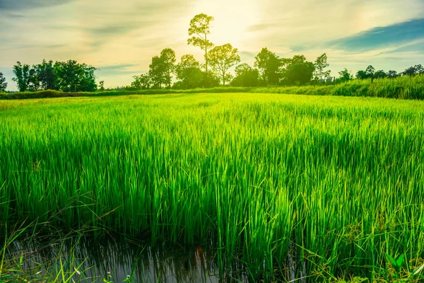 Kuzeydoğu Tayland pirinç tarlaları.